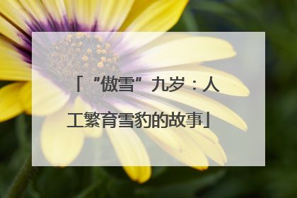 “傲雪”九岁：人工繁育雪豹的故事