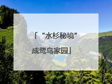 “水杉秘境”成鹭鸟家园