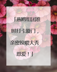 燕鸥组团准时打卡厦门，亲密投喂大秀恩爱！