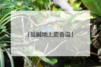 盐碱地上麦香溢