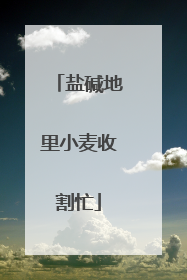 盐碱地里小麦收割忙