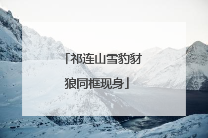祁连山雪豹豺狼同框现身