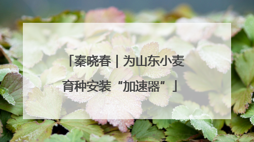 秦晓春｜为山东小麦育种安装“加速器”