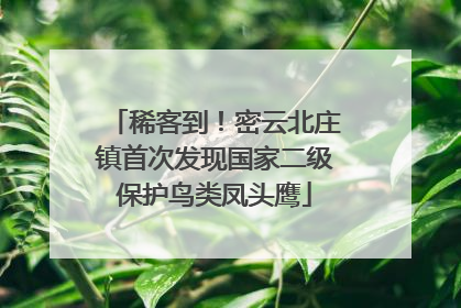 稀客到！密云北庄镇首次发现国家二级保护鸟类凤头鹰