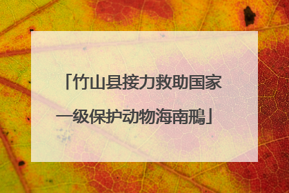 竹山县接力救助国家一级保护动物海南鳽