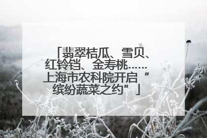 翡翠桔瓜、雪贝、红铃铛、金寿桃……上海市农科院开启“缤纷蔬菜之约”
