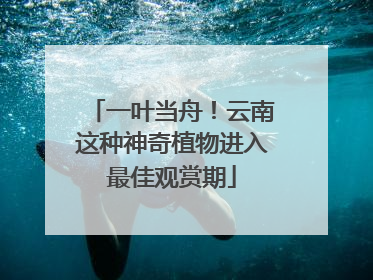 一叶当舟！云南这种神奇植物进入最佳观赏期