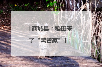 商城县：稻田来了“鸭管家”