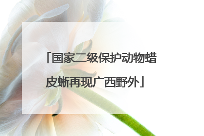 国家二级保护动物蜡皮蜥再现广西野外