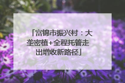 富锦市振兴村：大垄密植+全程托管走出增收新路径