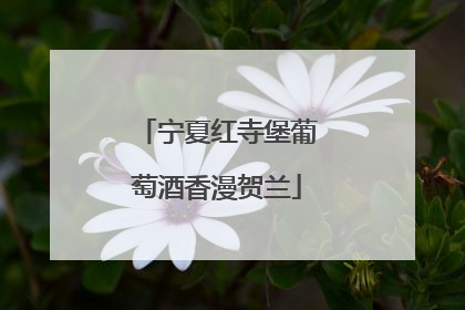 宁夏红寺堡葡萄酒香漫贺兰