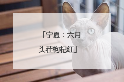 宁夏：六月头茬枸杞红