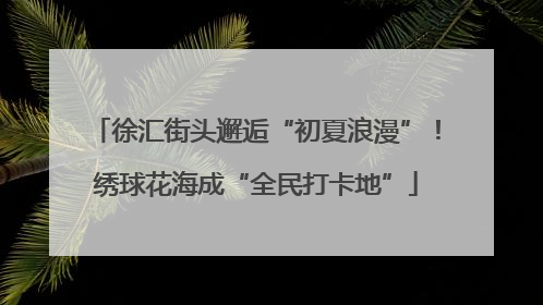 徐汇街头邂逅“初夏浪漫”！绣球花海成“全民打卡地”