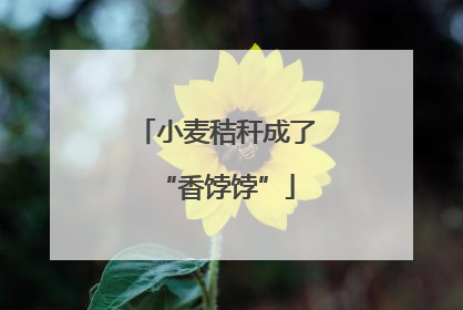 小麦秸秆成了“香饽饽”
