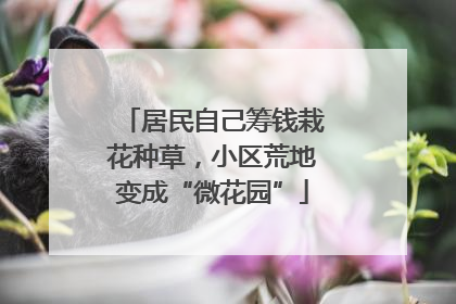 居民自己筹钱栽花种草，小区荒地变成“微花园”