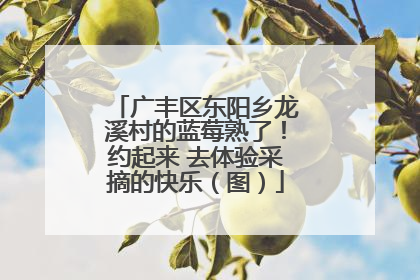广丰区东阳乡龙溪村的蓝莓熟了！约起来 去体验采摘的快乐（图）