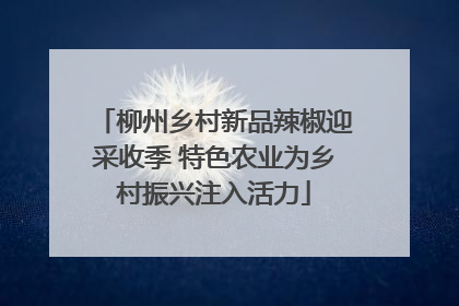 柳州乡村新品辣椒迎采收季 特色农业为乡村振兴注入活力