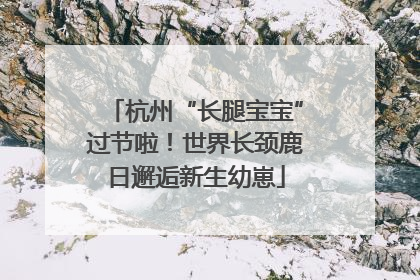 杭州“长腿宝宝”过节啦！世界长颈鹿日邂逅新生幼崽