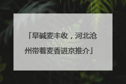 旱碱麦丰收，河北沧州带着麦香进京推介