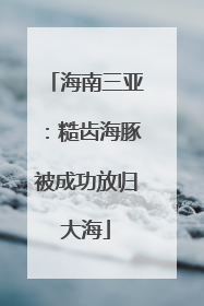 海南三亚：糙齿海豚被成功放归大海