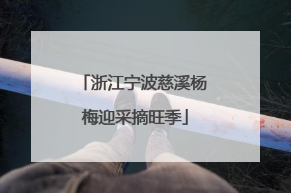 浙江宁波慈溪杨梅迎采摘旺季