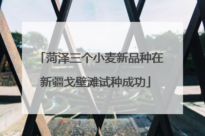 菏泽三个小麦新品种在新疆戈壁滩试种成功