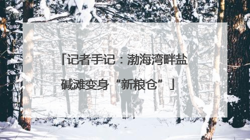 记者手记：渤海湾畔盐碱滩变身“新粮仓”