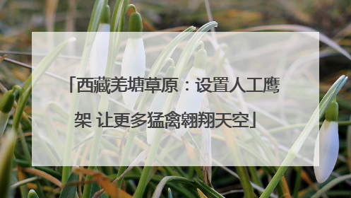 西藏羌塘草原：设置人工鹰架 让更多猛禽翱翔天空
