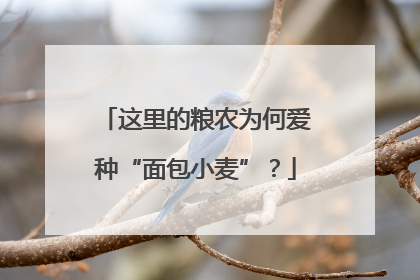 这里的粮农为何爱种“面包小麦”？