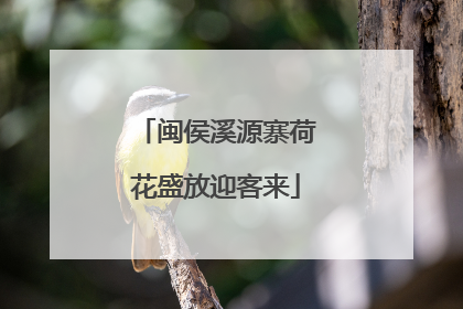 闽侯溪源寨荷花盛放迎客来