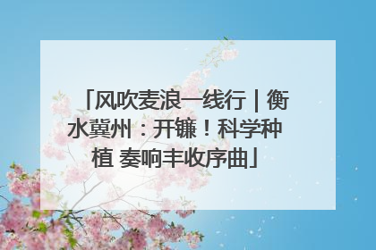 风吹麦浪一线行｜衡水冀州：开镰！科学种植 奏响丰收序曲
