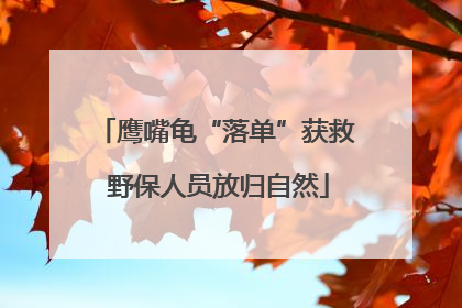鹰嘴龟“落单”获救 野保人员放归自然
