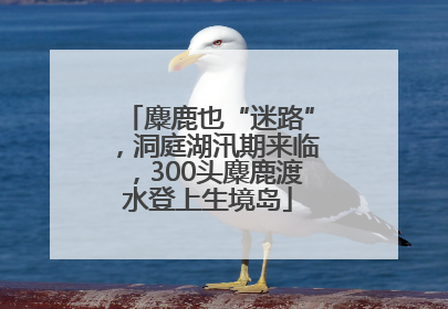 麋鹿也“迷路”，洞庭湖汛期来临，300头麋鹿渡水登上生境岛