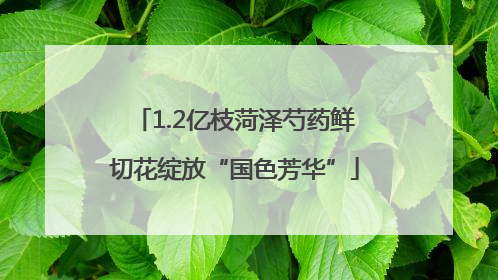 1.2亿枝菏泽芍药鲜切花绽放“国色芳华”